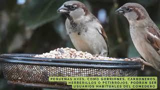 Comederos de aves en tu jardín Una experiencia que no te debes perder. Santander Capital Natural