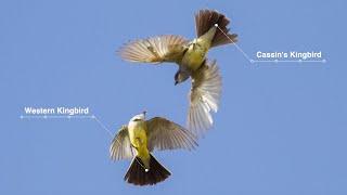 Yellow bellied Kingbird ID - OutBirding Episode Trailer