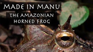 Made in Manu The Amazonian Horned Frog