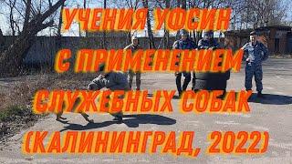 Учения УФСИН с применением служебных собак Калининград 2022