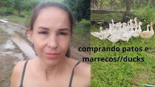 FOI NA ROÇA COMPRAR PATOS#patos#ducks