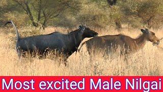 How Long Excitement Have Nilgai #junglesafary