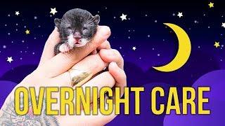Tips for Overnight Kitten Care