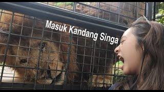 Feeding Lion Taman Safari Terkurung di Kandang Singa