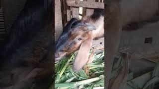 suara kambing aneh  #shortvideo #goat #soundanimal #sheep #videoshort #youtubeshorts