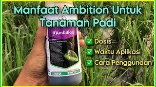 Manfaat dan Dosis Ambition Untuk Tanaman Padi  Pupuk Untuk Memperbanyak Anakan