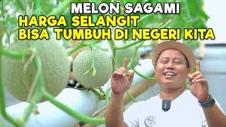 MELON SAGAMI RZ HARGA SELANGIT BISA TUMBUH DI NEGERI KITA