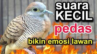 perkutut lokal gacor suara kecil pedas bikin lawan emosi