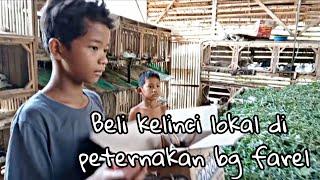 BETERNAK KELINCI LOKAL OMSET NYA SELALU LANCAR