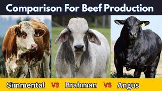 Angus vs Simmental vs Brahman for Meat Production