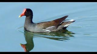 Water Birds feeding fledgling Babies