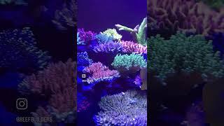 Grzegorz Grebosz’s Acro display is probiotic perfection #reef #acropora #reeftank