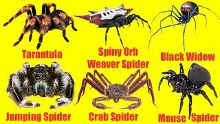 Discover new Animals English names of spiders  Spiders for Children