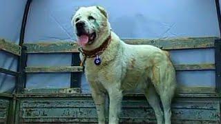Ялта Туркменский Волкодав Turkmen it alabay Central Asian Test Work Shepherd Dogs Alabai