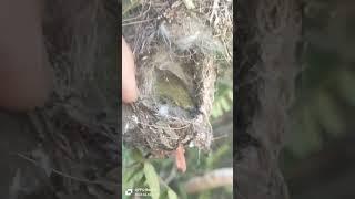 What a  Happy FeelingFound A Baby Bird In Their NestSo CuteShortslovely Nature Thing