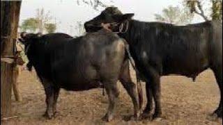 Buffalo mating in farm.