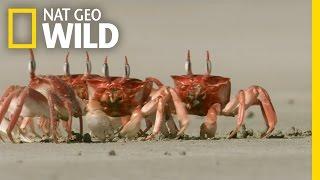 Crabby Eaters  Animal Dance Battles