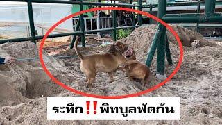 ระทึก‼️ช้างแตกตื่นพิทบูล2ตัวฟัดกัน ที่แท้เป็นแบบนี้นี่เอง⁉️