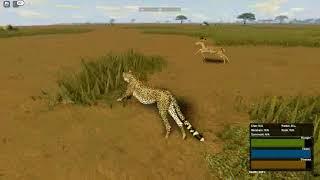 Cheetah hunting impala  wild savanna 