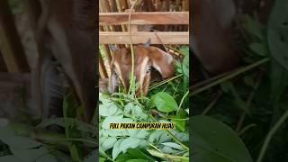 Full pakan alami Bergizi untuk si kambing #kambing #peternakkambing #ternakkambing #kambingjawarandu