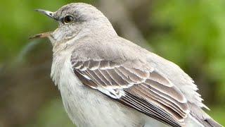 Northern mockingbird call  mimicking sounds