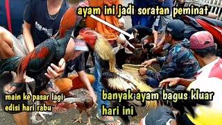 jalan di  pasar kalisat edisi hari rabu ada ayam bagus lagi rame peminat ayam dateng