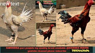 RAVINDRA gari punjulu top quality breed available 7893443404