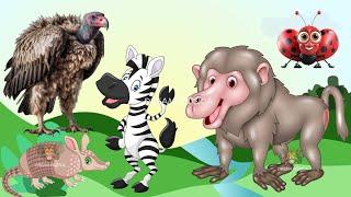 Wild Animal Sounds In Peaceful Zebra Baboon Hedgehog Armadillo  Music For Relax