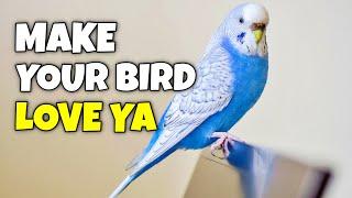 Proven Ways to Make Your Bird Love You  Compilation