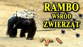 RATEL - Kuloodporny Nieśmiertelny i Nieustraszony Zwierz