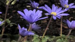 Anemone blanda Atrocaerulea flower time lapse