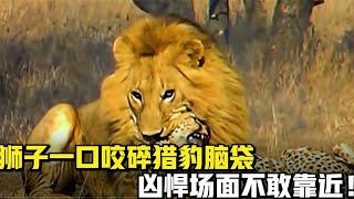 6個獅子猛咬獵物場面，獅子一口咬碎獵豹腦袋，兇悍場面不敢靠近，豹群無奈逃跑