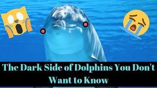 The Dark Side of Dolphins You Dont Want To Know