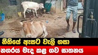 නීතියේ ඇසට වැලි ගසා නගරය මැද කළ ගව ඝාතනය - Hiru News