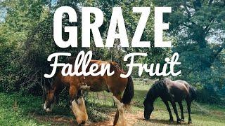BREAK the  FruitApple Tree PEST CYCLE Graze fallen fruit from your apple and pear trees.