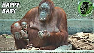 Happy Orangutan Baby In Moms Arms #heartwarming