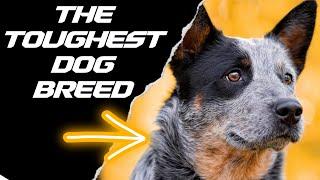 7 REASONS WHY THE BLUE HEELER IS THE TOUGHEST DOG BREED