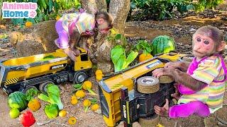 BiBi helps dad feed the ducklings and harvest fruit