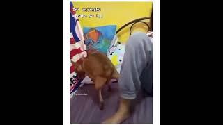 Viral anjing nya pengen mesum 