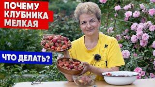 Почему клубника мелкая. Что делать?