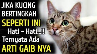 MASYAALLAH... Jika Kucing Melakukan Hal Ini Hati - Hati  7 Bahasa Gaib Kucing Menurut Islam