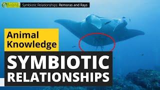 Symbiotic Animal Relationships - Animals for Kids - Educational Video