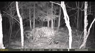 Raw wild Siberian tiger eating horse in NE China