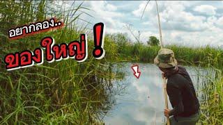 ตกปลาชะโดด้วยคันไม้ไผ่ ผิดคาดแต่ก็คุ้ม Fishing sneakhead fish ตกปลาช่อนหน้าดินเหยื่อสด