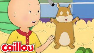 Caillous Klasse Haustier  Die Neuen Abenteuer von Caillou  Staffel 3 Folge 21