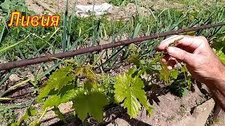 Как определить подходит ли формировка с короткой обрезкой однолетних лоз для вашего виноградника