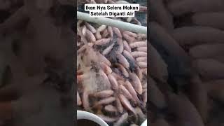 Ikan Tilapia Selera Makan Setelah Diganti Air