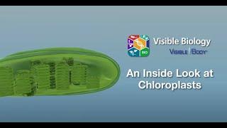 Visible Biology Bites  An Inside Look at Chloroplasts