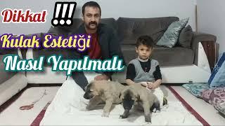 KULAK KESİMİ NASIL OLMALI