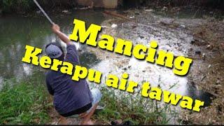 Mancing paling seru dapat #KERAPU AIR TAWAR